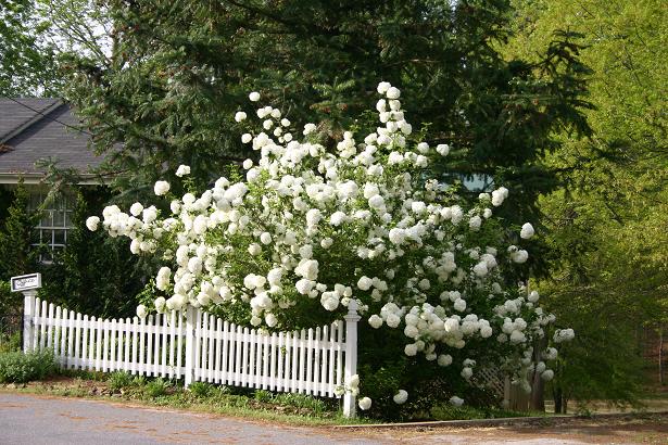 Белые Цветы Для Сада