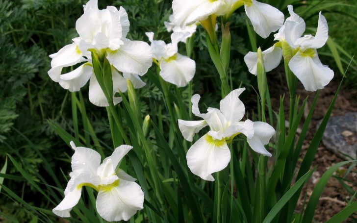 Белые Цветы Для Сада