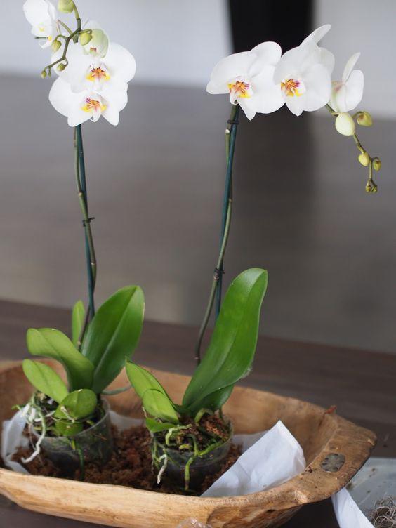 Орхидея, Уход В Домашних Условиях