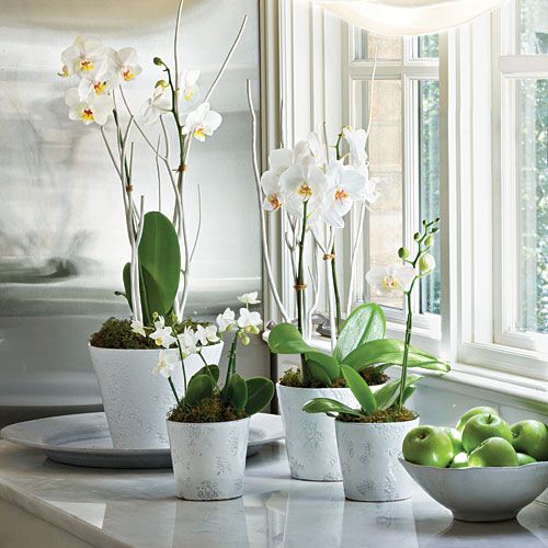 Орхидея, Уход В Домашних Условиях